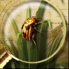 Treasure Island: The Golden Bug - Extended Edition